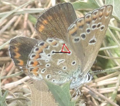 Polyommatus escheri